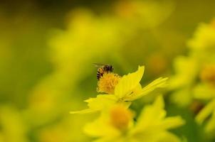 Close Up Honey Bee photo