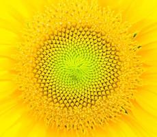 Sunflower close-up background. photo