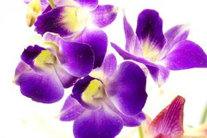 cerrar orquídea púrpura