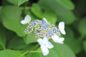 flor de hortensia de cerca foto