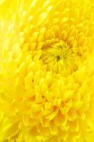 Yellow chrysanthemum close-up photo