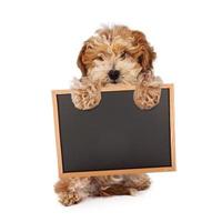Havanese puppy holding blank chalk board sign photo
