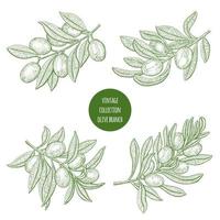 Olive Tree Branch Sketch Set  vector