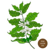 Coffee Plant Branch with Flowers  vector