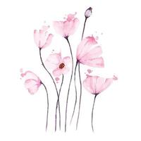 Bouquet Of Pink Poppies Watercolored  vector
