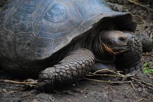 tortuga gigante en la isla floreana, galápagos