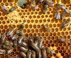 panal de miel y una abeja trabajando