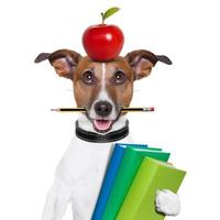Dog with apple on head and pencil in mouth carrying books photo