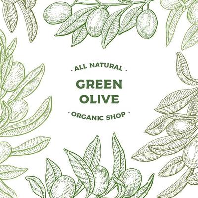 Hand Drawn Olive Tree Branch Frame