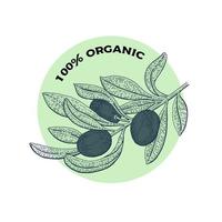 Hand Drawn Organic Olive Oil Design vector