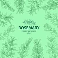 Rosemary Herbal Green Background  vector