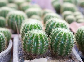 Domestic cactus photo