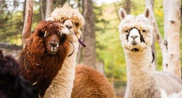 Domestic Llama Group Farm Livestock Animals
