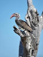 Red-billed Hornbill study, Savuti, Chobe, Botswana photo