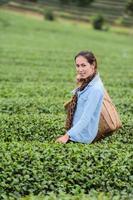 Asia beautiful Woman picking tea leaves in plantation, lifestyle concept