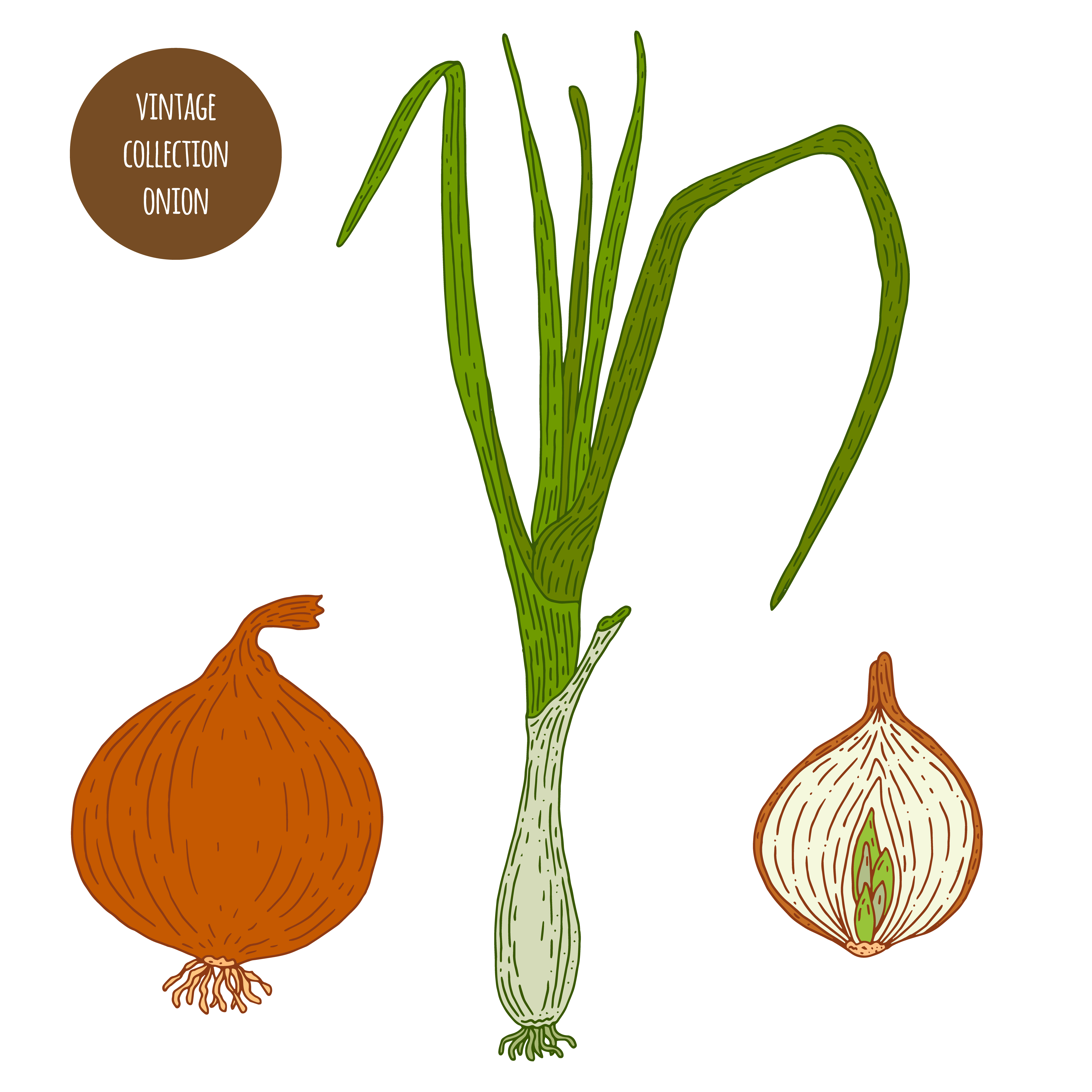 Get Wallpaper Onion Vintage Drawing Set Download Free Vectors Clipart For iPhone