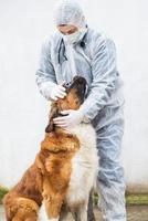 Veterinarian inspects and controlling a dog.