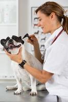 clínica veterinaria con un bulldog francés foto