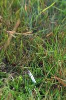 cigarette butt on the grass
