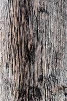 Timber wood detail macro old and dried hardwood texture