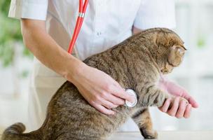 Veterinary doctor pet checkup with stethoscope in clinic