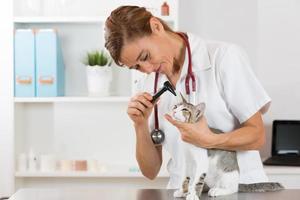 clínica veterinaria con un gatito