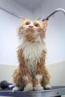 Wet Cat photo