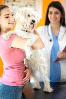 niña feliz y perro maltés en clínica veterinaria