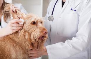 Dog having ear examination photo