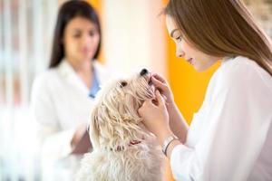 Veterinarian checking teeth of Maltese dog