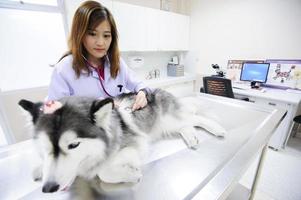 Young veterinarian examining cute siberian husky photo