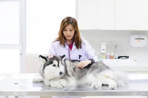 Young veterinarian examining cute siberian husky photo