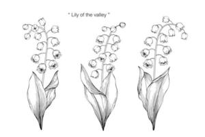 Lilly of Valley Flower and Hand Drawn Leaf Design vector