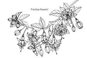 Fuchsia flower leaf hand drawn set vector