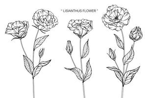 Lisianthus flower leaf hand drawn design vector