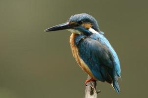 Kingfisher male photo