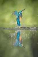 Male Kingfisher photo
