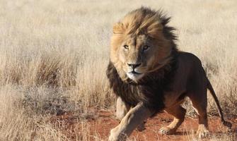 Charging Male Lion