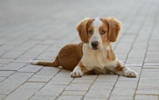 Male Breton Dog