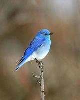 Mountain Bluebird Male
