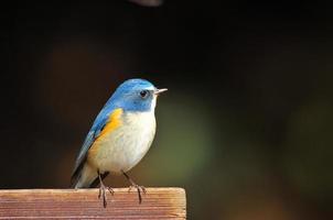 Red-flanked bluetail male
