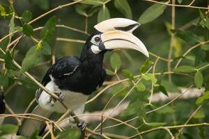 Oriental pied hornbill (male) photo