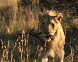 Playful male lion carrying stick photo