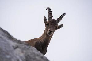 cabra montés macho en los Alpes julianos foto