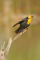 Yellow-headed Blackbird male (Xanthocephalus xanthocephalus)