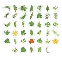 Leaf and botanical element set vector