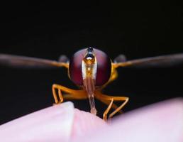 Eye of insect photo