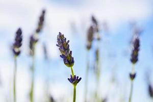 Lavender, medical plant photo