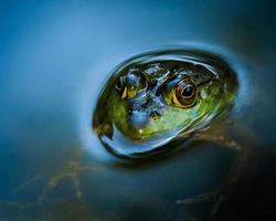 Partially Submerged Bullfrog