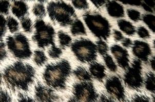 panther pattern photo